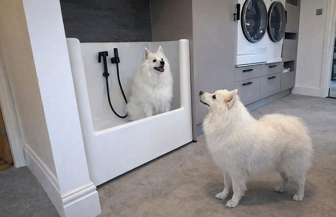 Dog-shower-utility